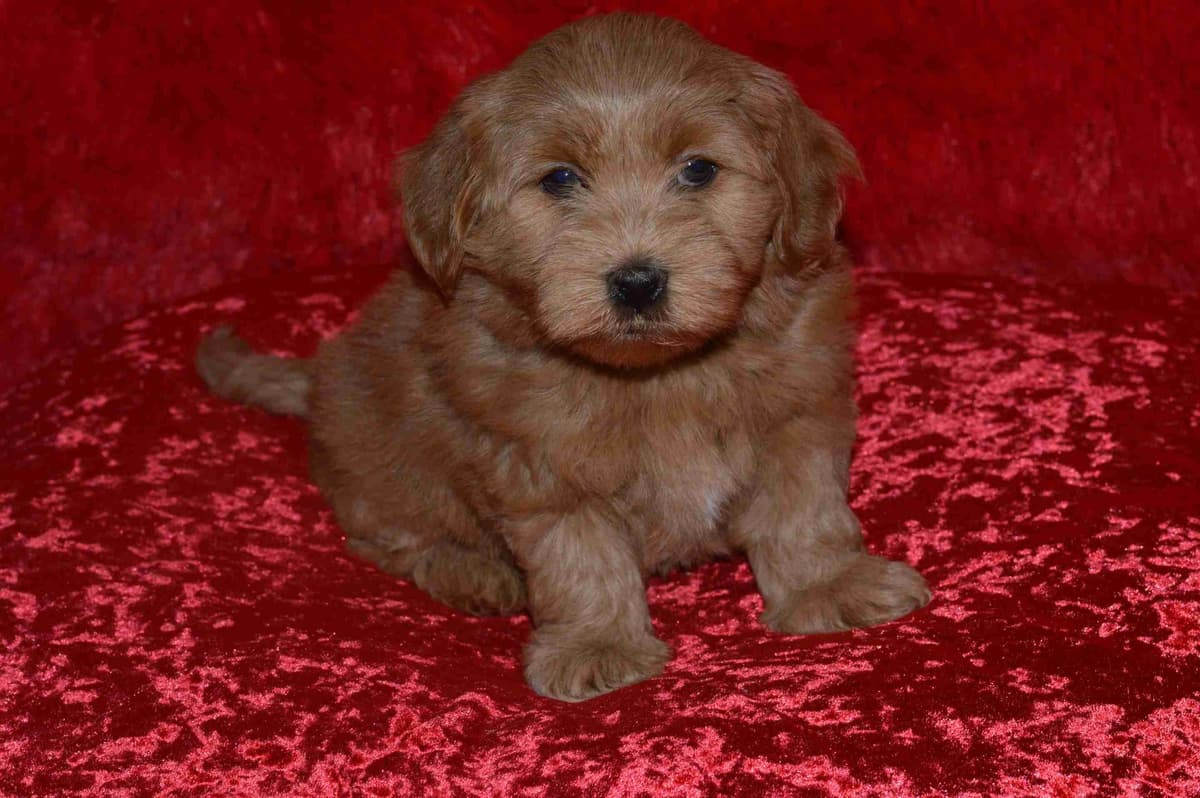 Havanese Puppies breeder image 4