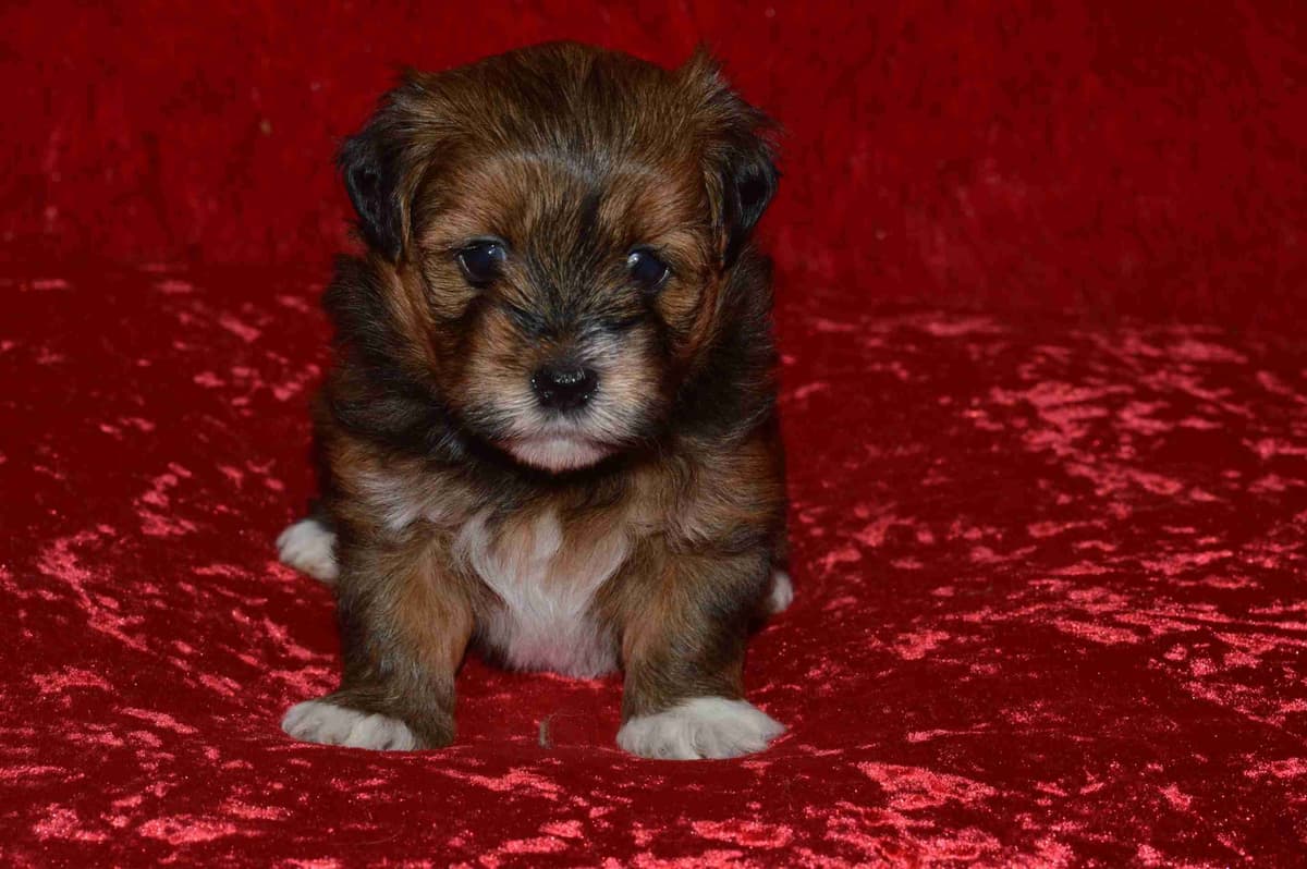 Havanese Puppies breeder image 6