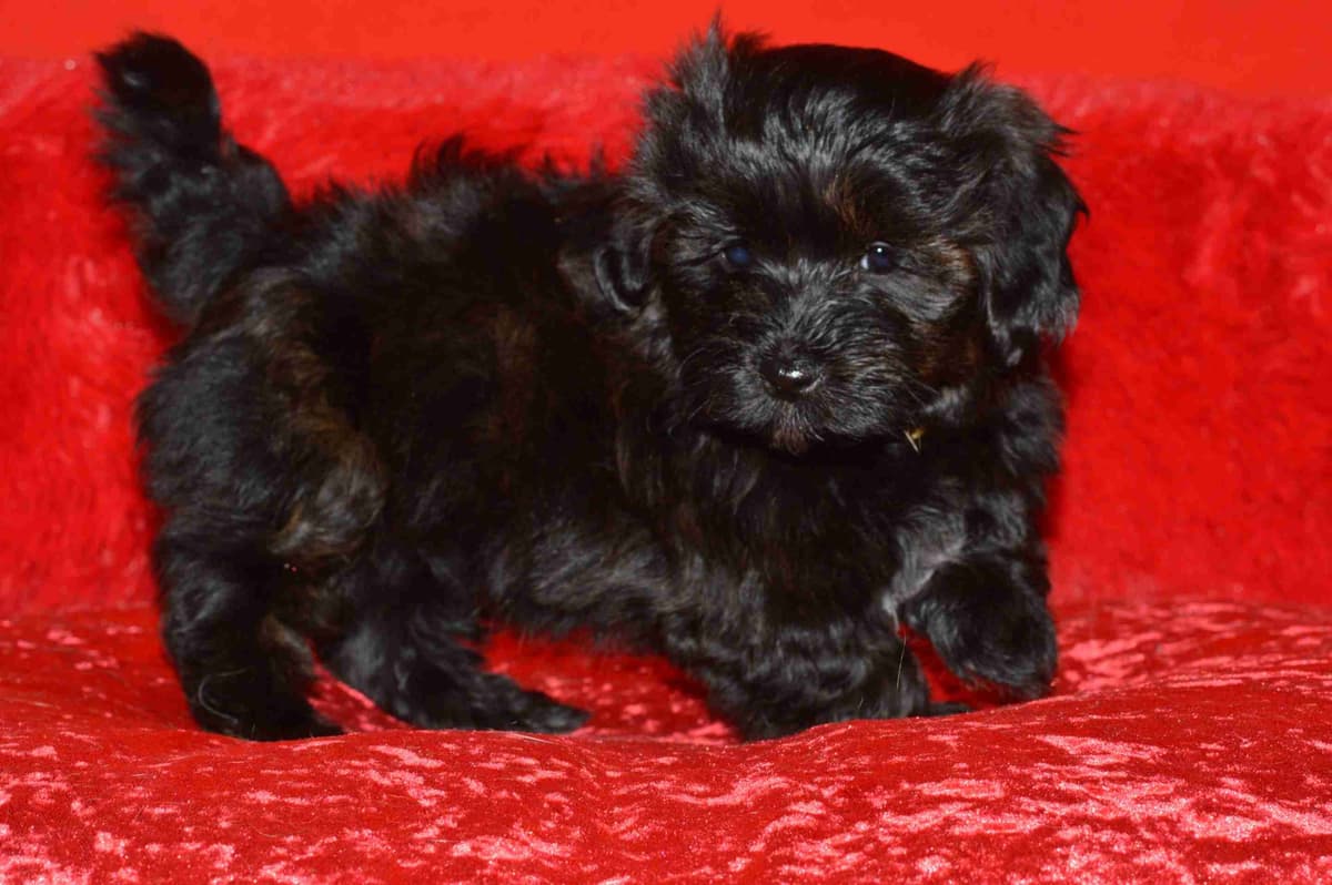 Havanese Puppies breeder image 10