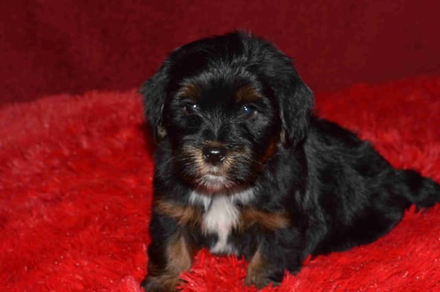 Havanese Puppies media 13