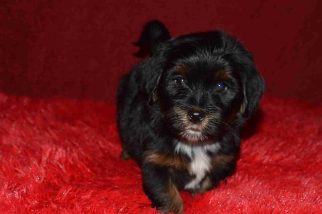 Havanese Puppies media 14