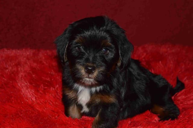 Havanese Puppies media 15