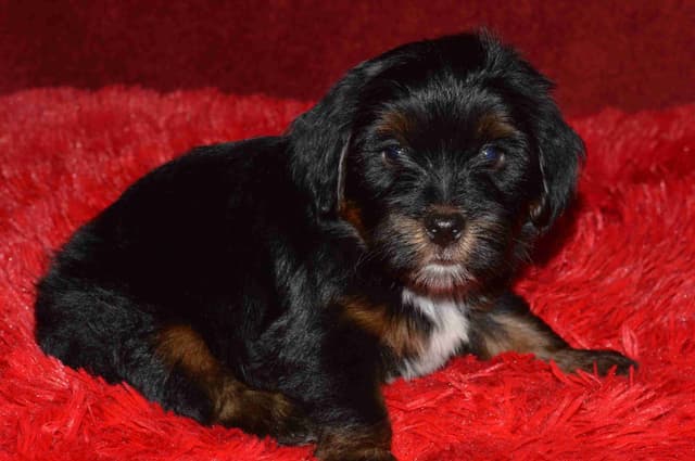 Havanese Puppies media 16
