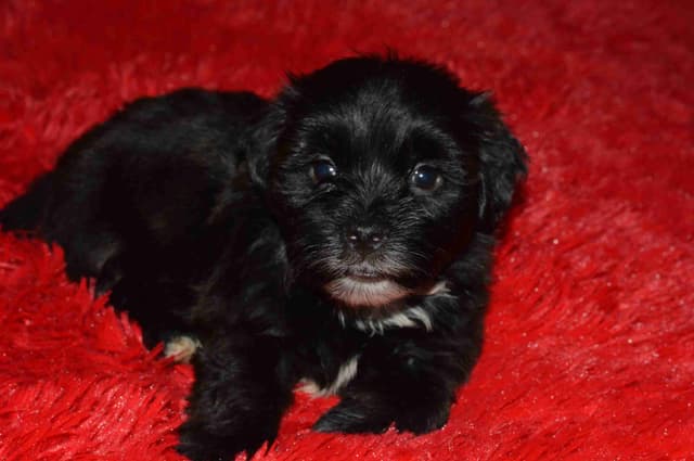 Havanese Puppies media 7