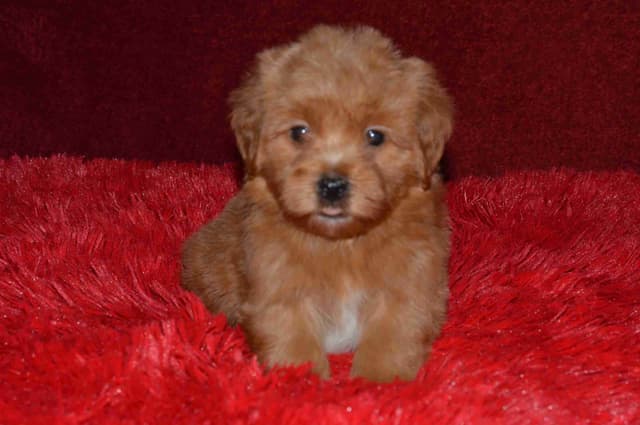 Havanese Puppies media 17
