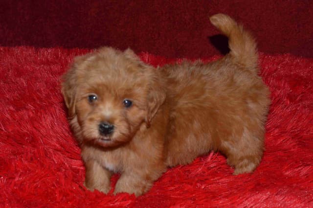 Havanese Puppies media 18