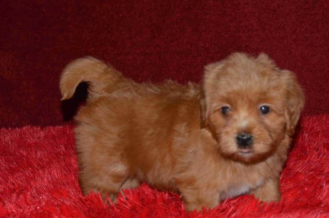 Havanese Puppies media 19