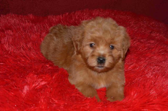 Havanese Puppies media 20