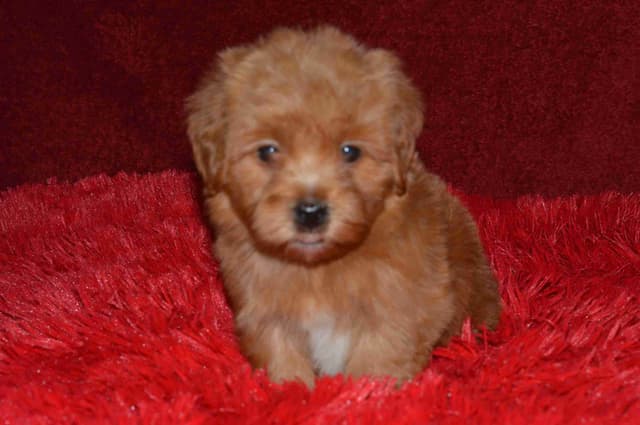 Havanese Puppies media 21