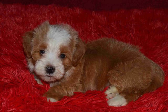 Havanese Puppies media 22