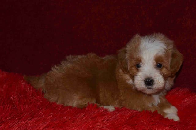 Havanese Puppies media 23