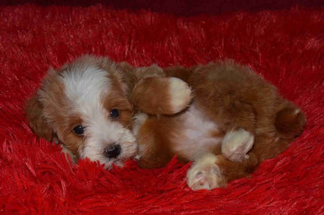 Havanese Puppies media 24
