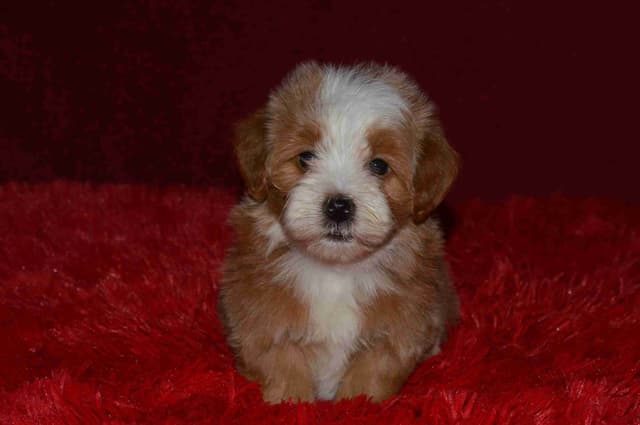 Havanese Puppies media 25