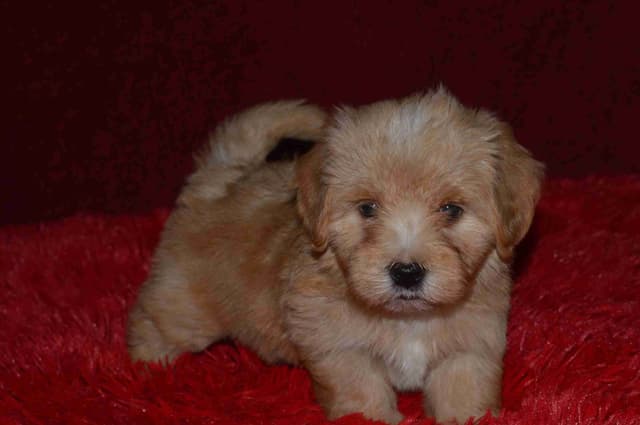Havanese Puppies media 8