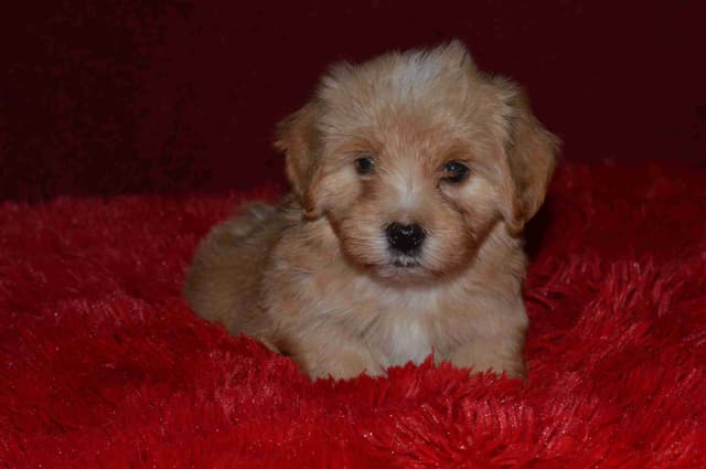 Havanese Puppies media 9