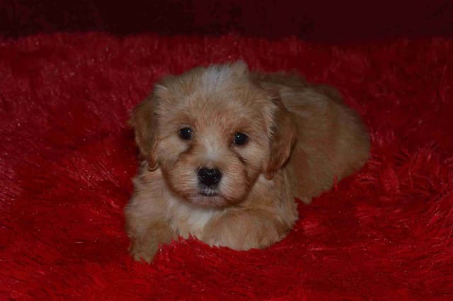 Havanese Puppies media 10