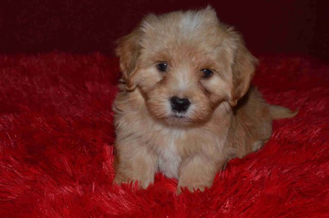 Havanese Puppies media 11