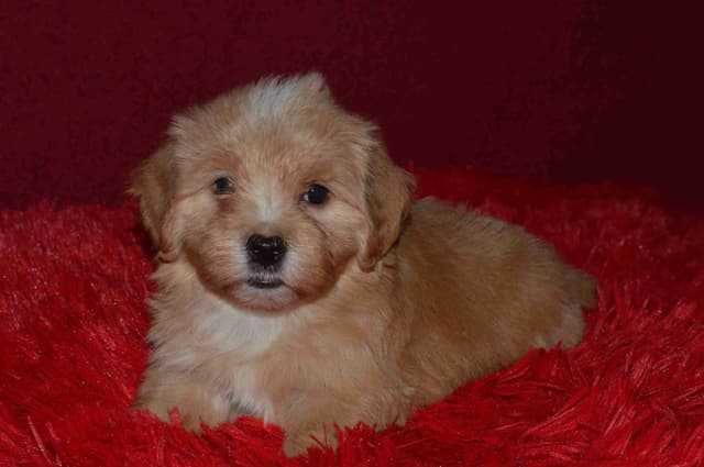 Havanese Puppies media 12