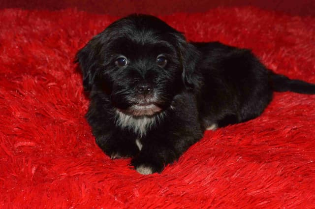 Havanese Puppies media 2