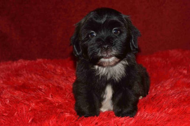 Havanese Puppies media 4