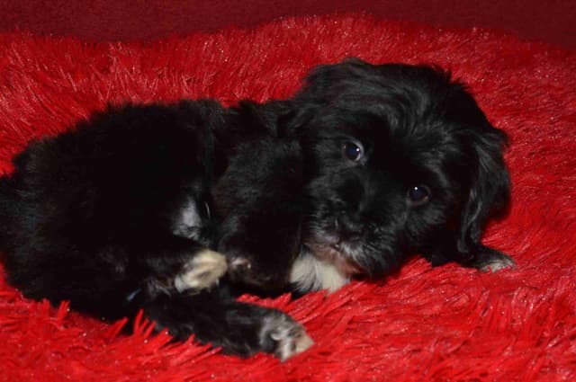 Havanese Puppies media 5