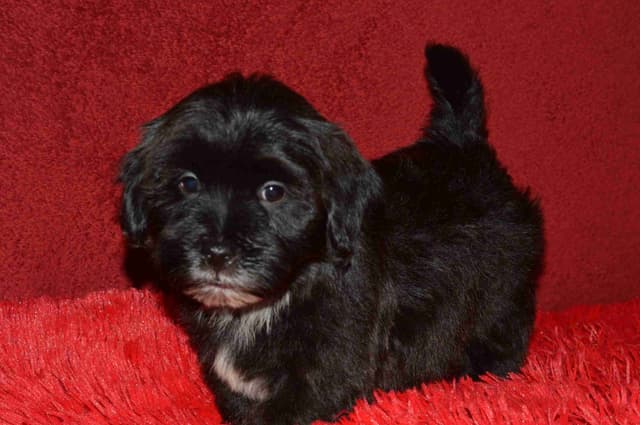 Havanese Puppies media 6