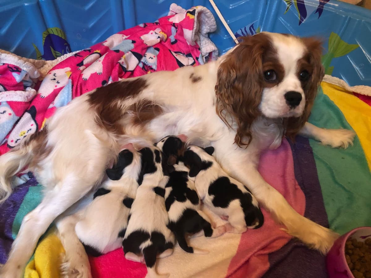 Cavalier King Charles Spaniel Puppies breeder image 3