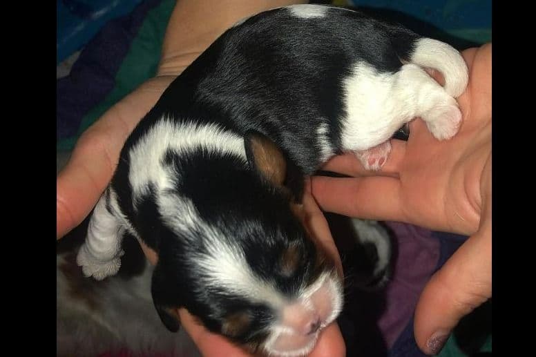 Cavalier King Charles Spaniel Puppies breeder image 5