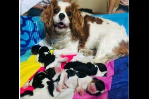 Cavalier King Charles Spaniel Puppies breeder image 1