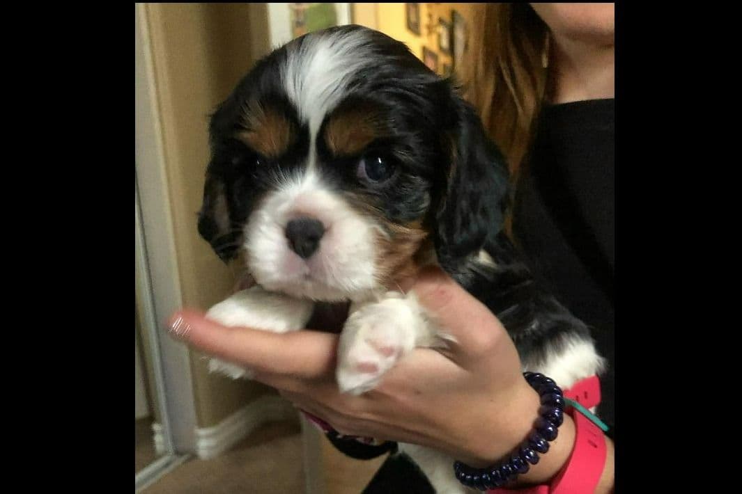 Cavalier King Charles Spaniel Puppies breeder image 7