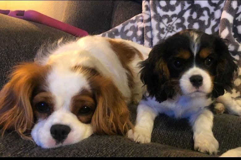 Cavalier King Charles Spaniel Puppies breeder image 8