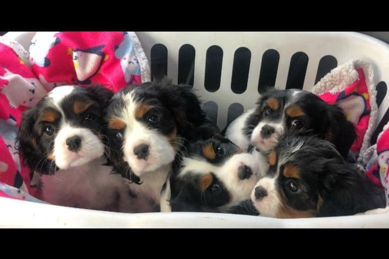Cavalier King Charles Spaniel Puppies breeder image 9