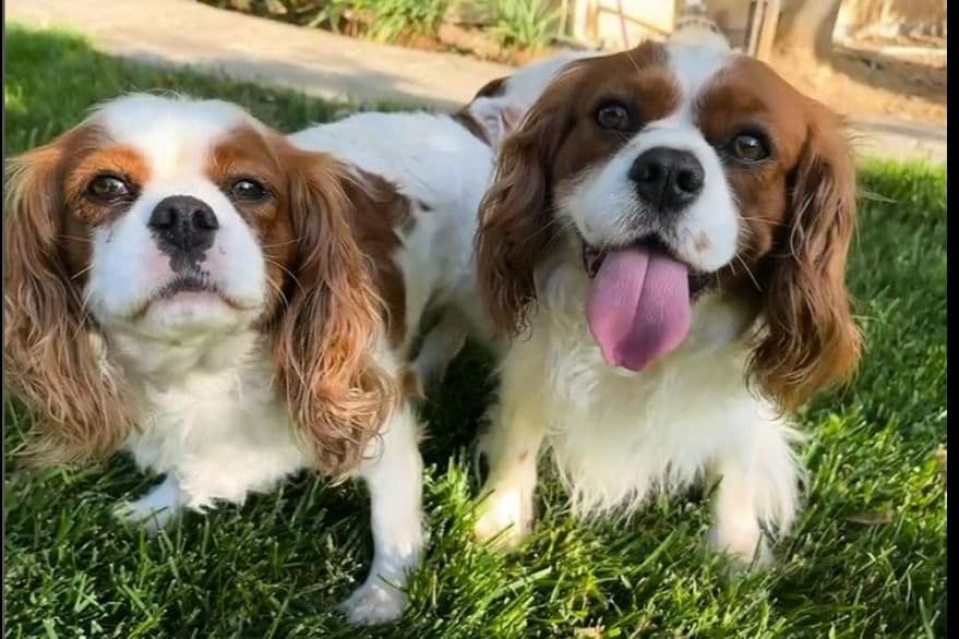 Cavalier King Charles Spaniel Puppies breeder image 11
