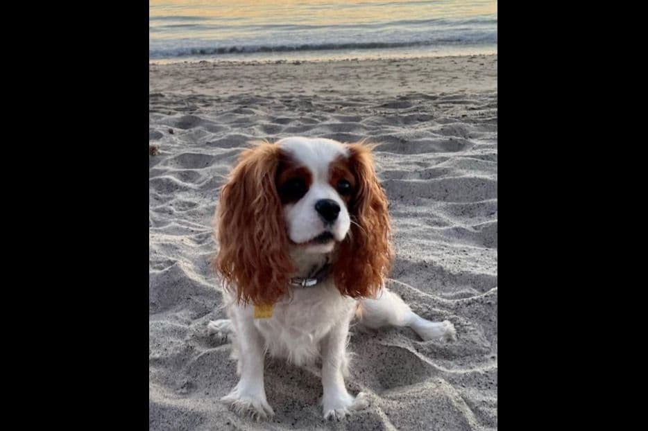 Cavalier King Charles Spaniel Puppies breeder image 12