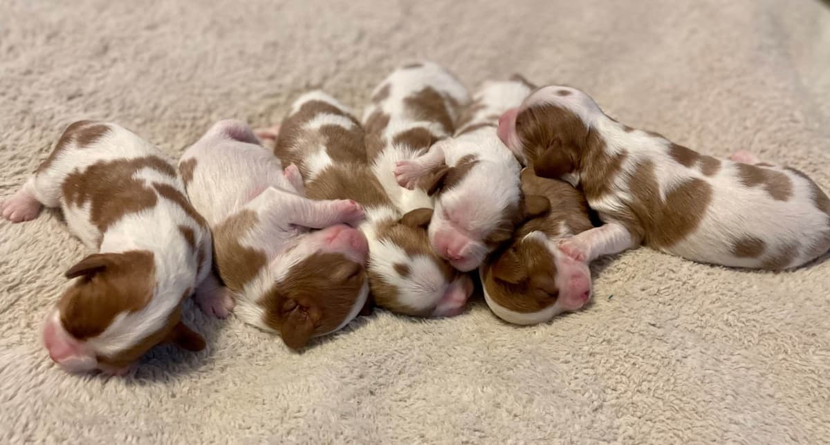 Cavalier King Charles Spaniel Puppies breeder image 13