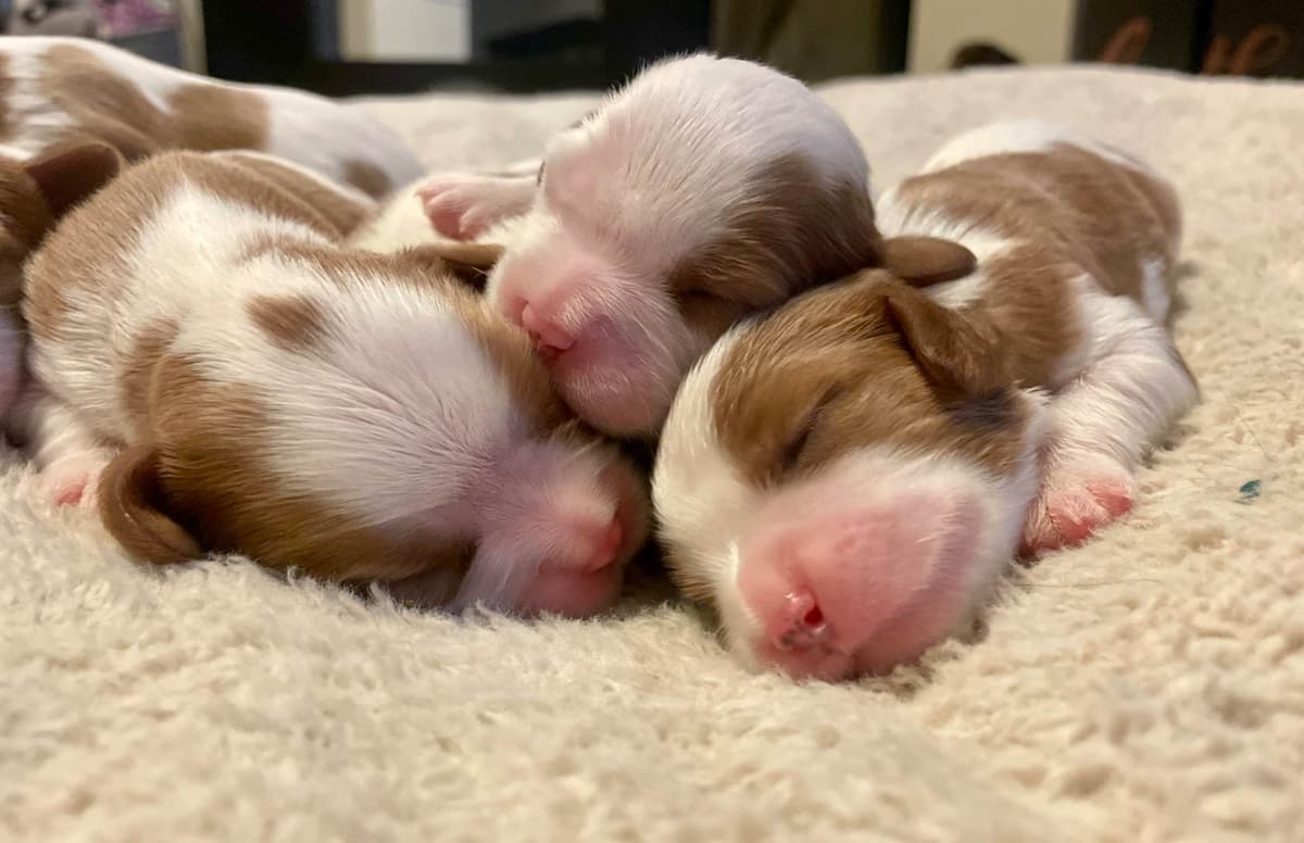 Cavalier King Charles Spaniel Puppies breeder image 14