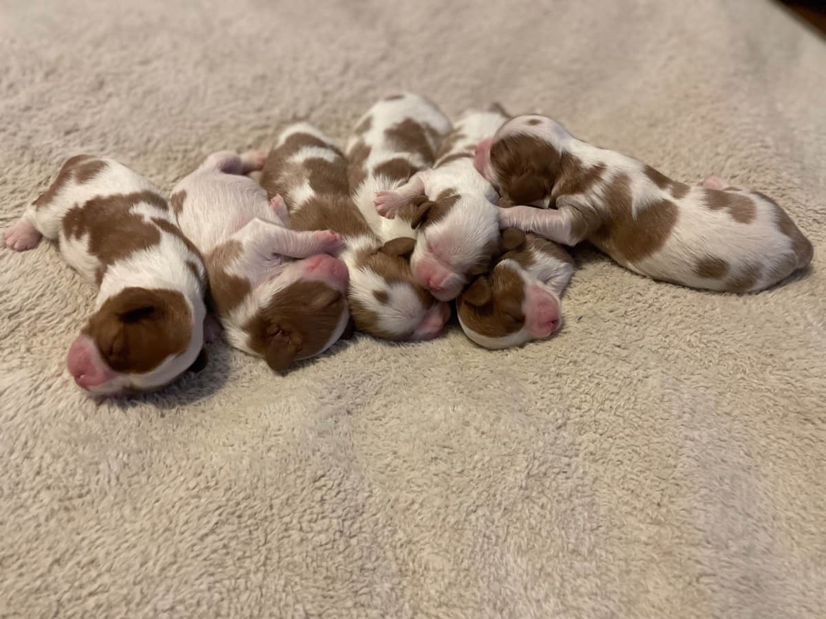 Cavalier King Charles Spaniel Puppies breeder image 15