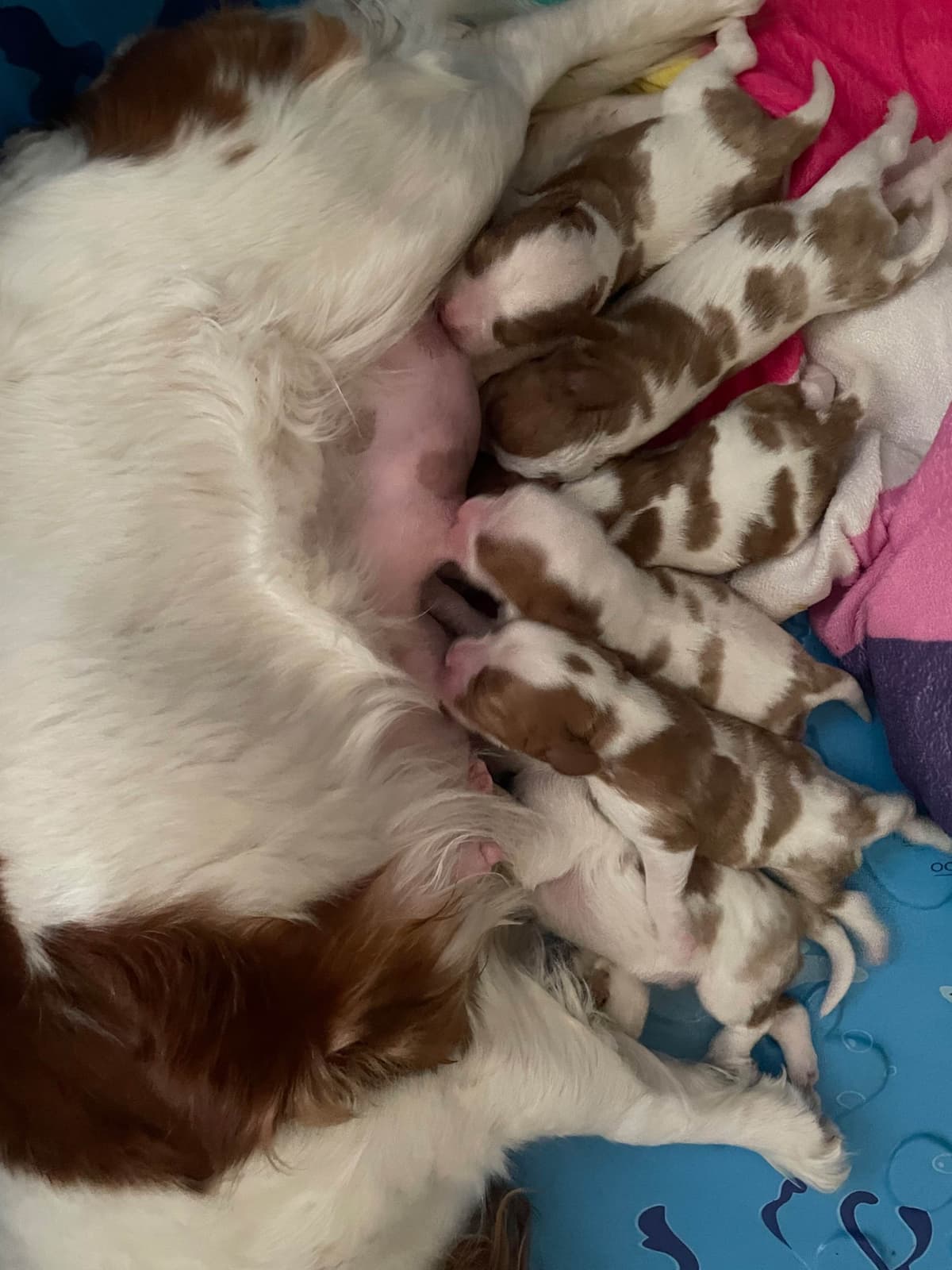 Cavalier King Charles Spaniel Puppies breeder image 17
