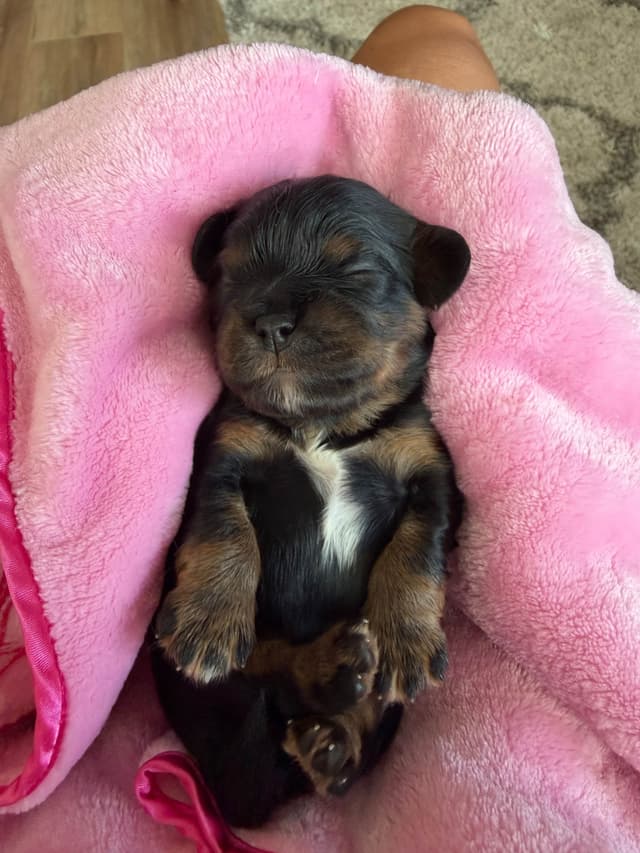Cavalier King Charles Spaniel Puppies media 2