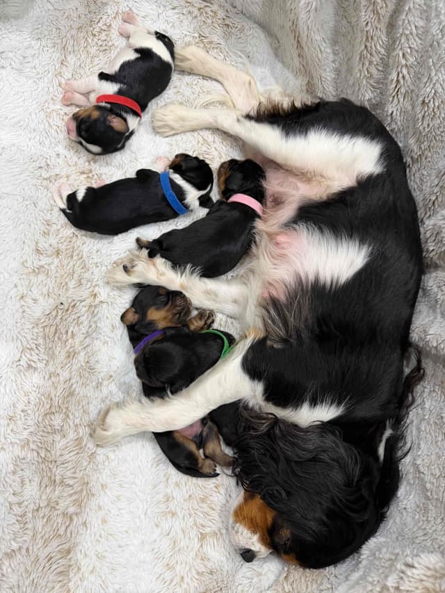 Cavalier King Charles Spaniel Puppies media 3