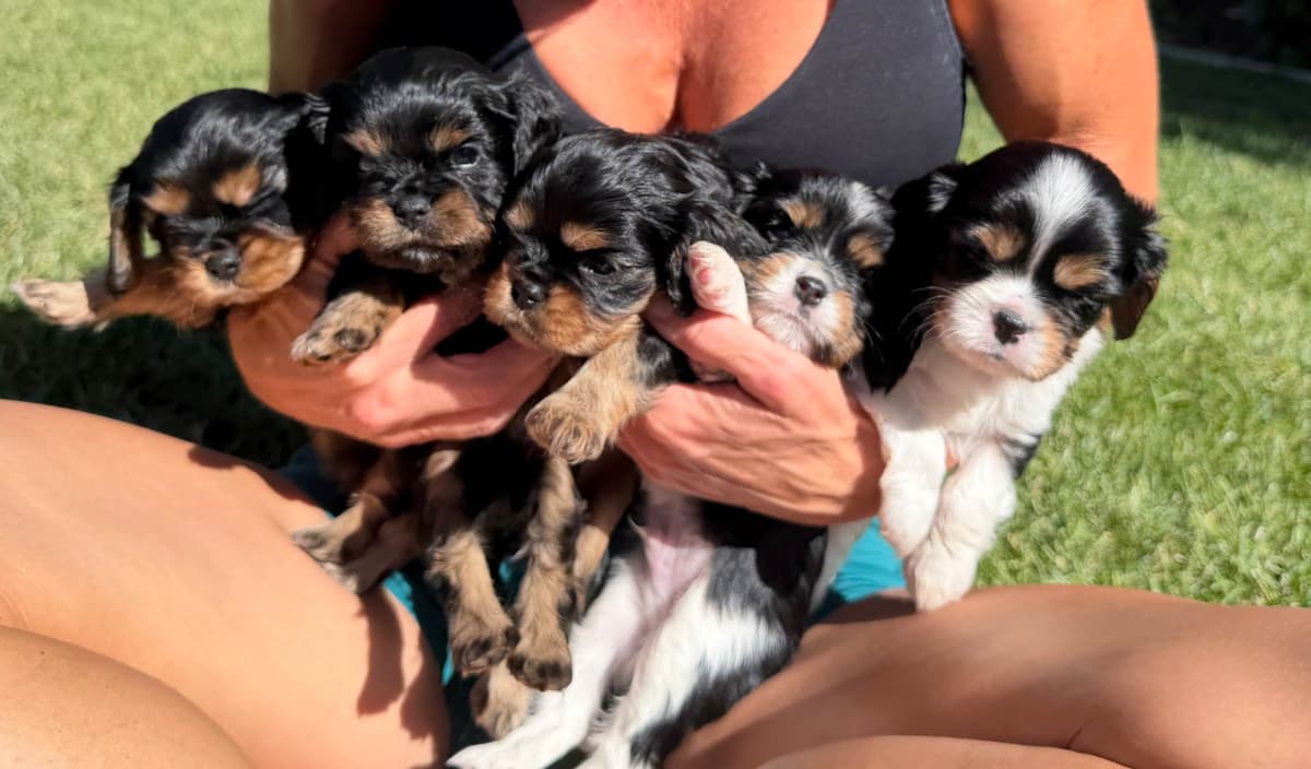 Cavalier King Charles Spaniel Puppies breeder image 18