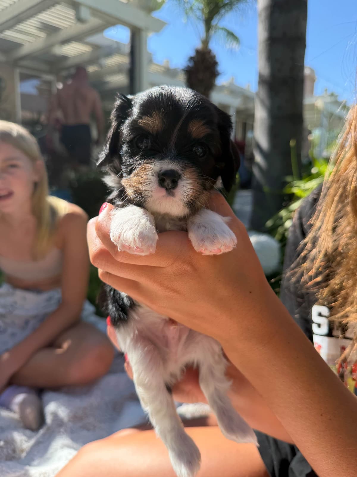 Cavalier King Charles Spaniel Puppies breeder image 21
