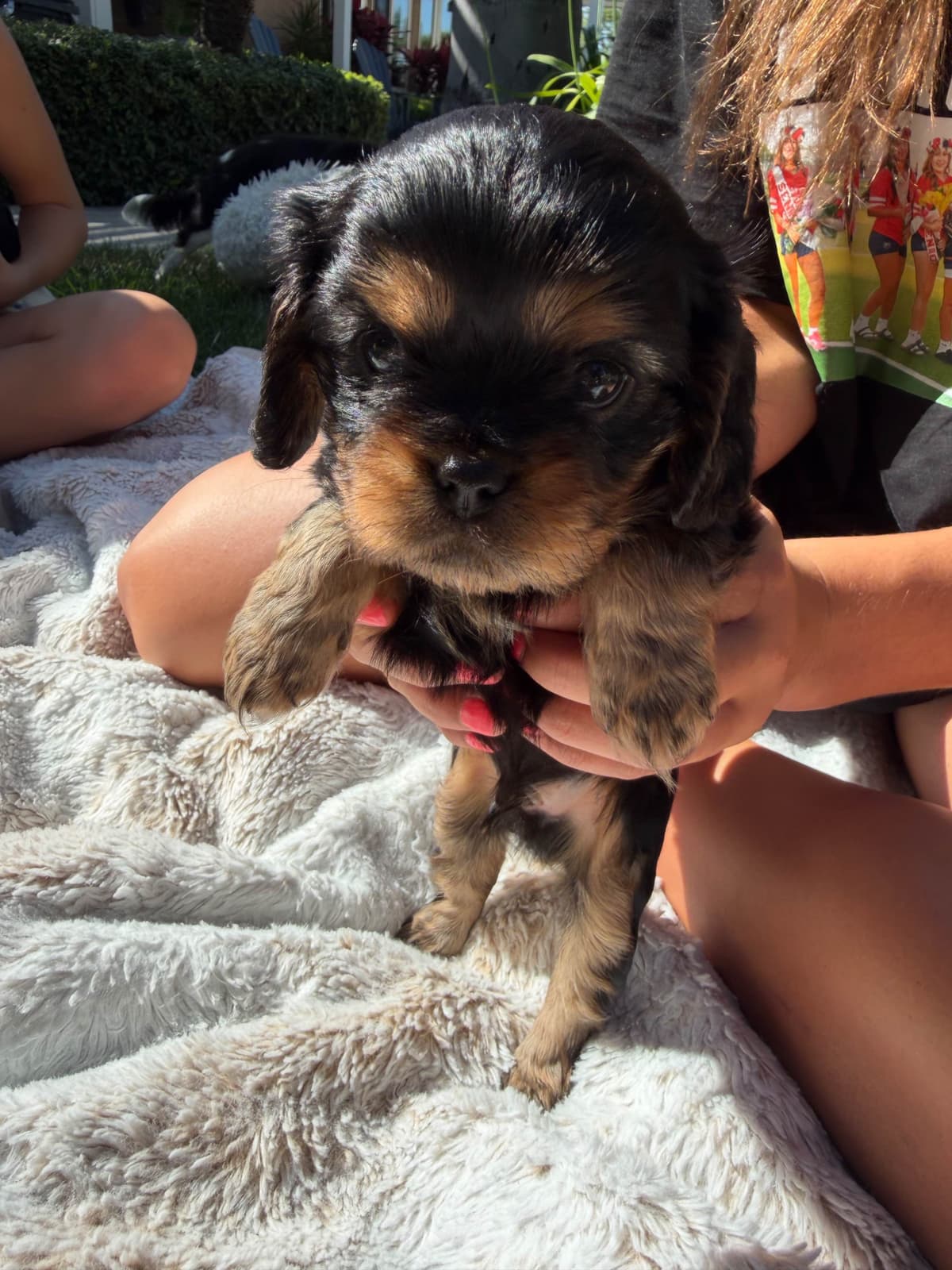 Cavalier King Charles Spaniel Puppies breeder image 23