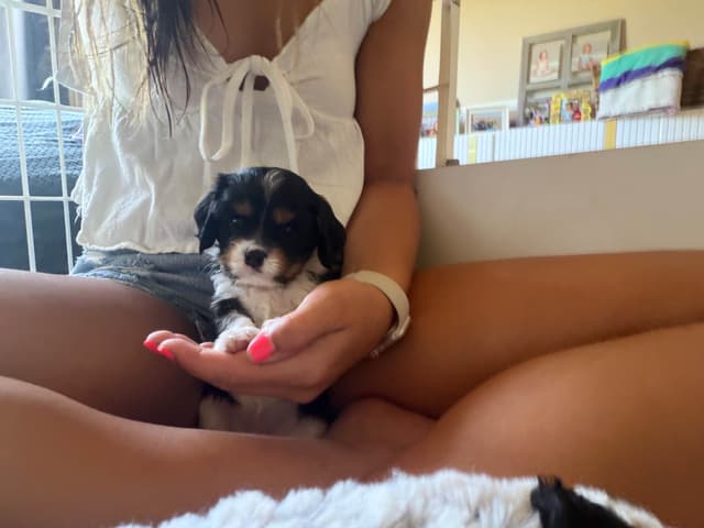 Cavalier King Charles Spaniel Puppies media 5