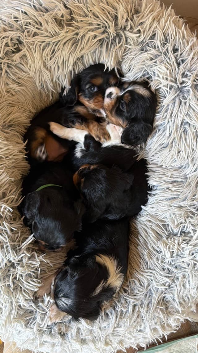 Cavalier King Charles Spaniel Puppies media 6