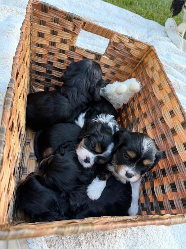 Cavalier King Charles Spaniel Puppies media 8