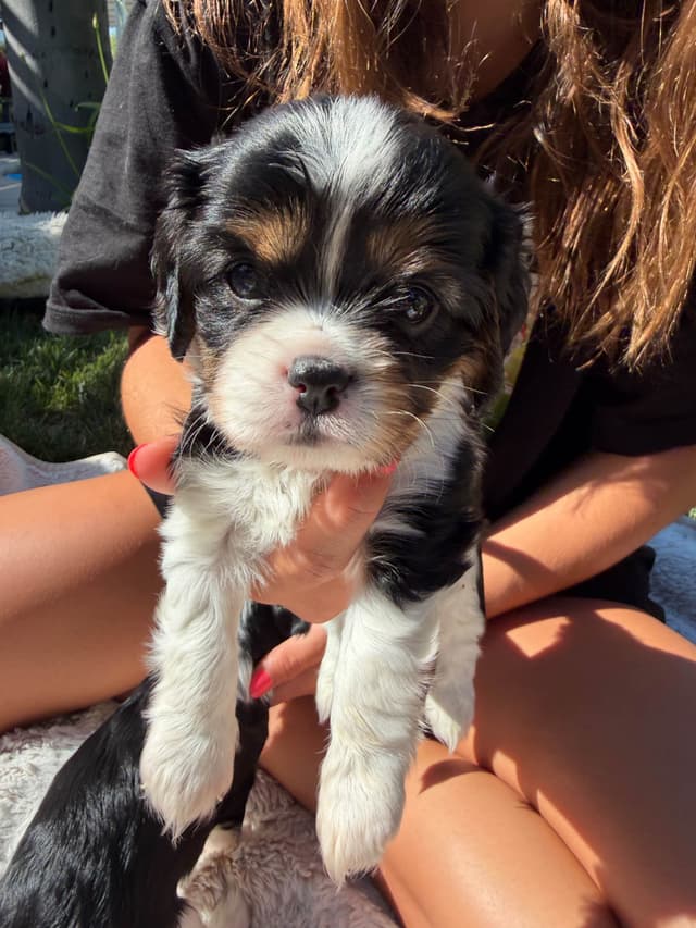 Cavalier King Charles Spaniel Puppies media 9
