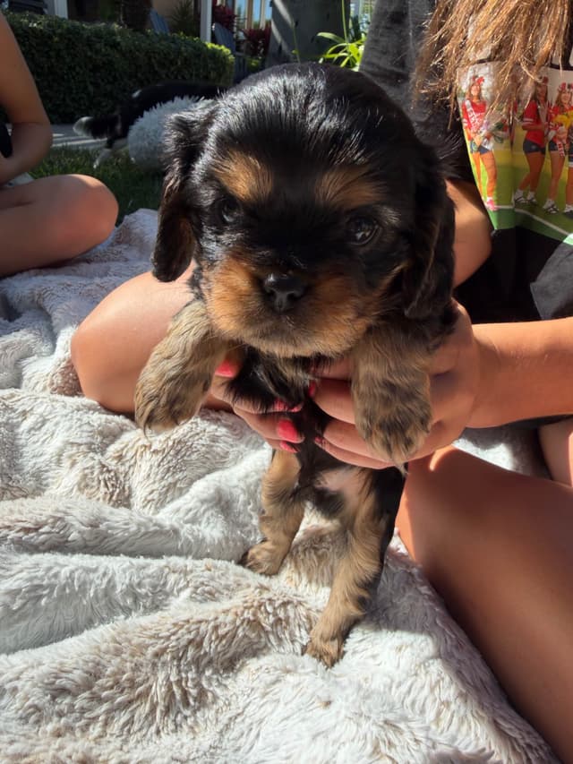 Cavalier King Charles Spaniel Puppies media 10