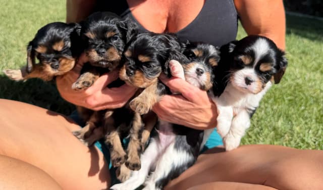 Cavalier King Charles Spaniel Puppies media 11