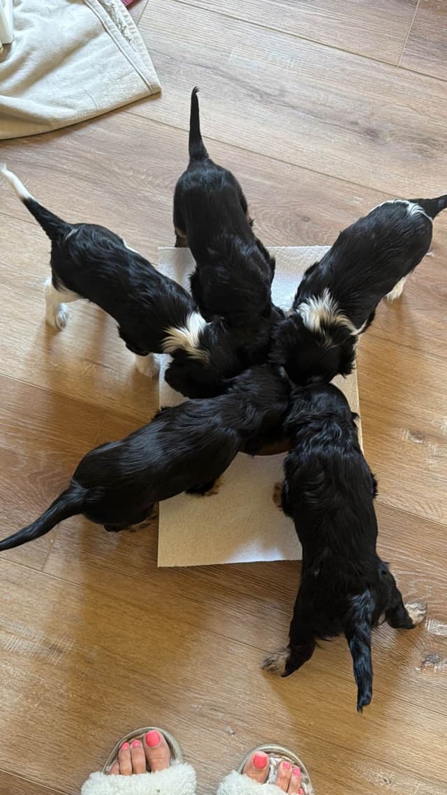 Cavalier King Charles Spaniel Puppies media 12
